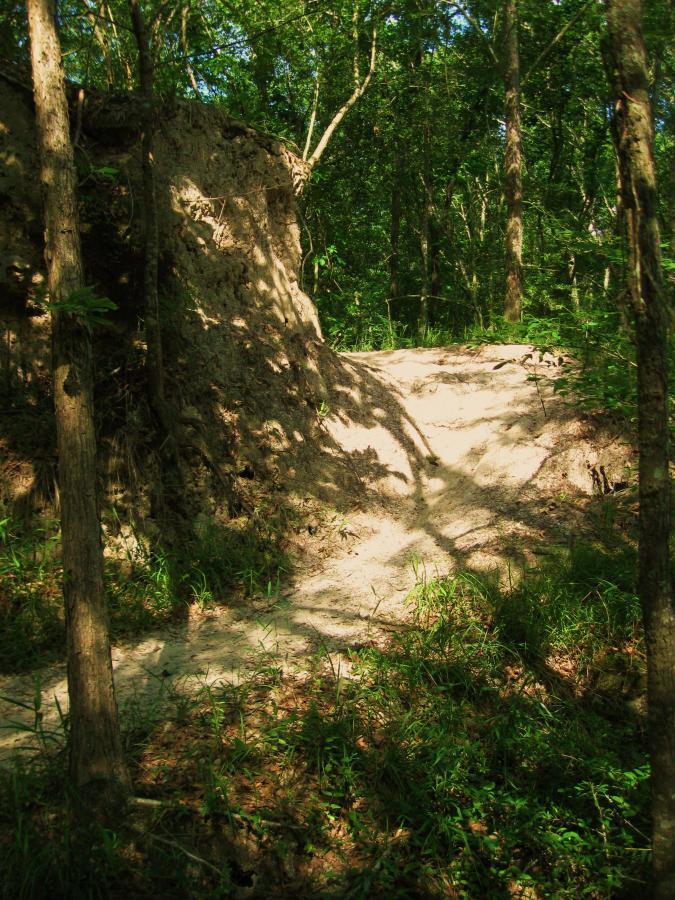 Alt text: A dirt path winding through a dense forest, with sunlight filtering through the greenery. On the left, a steep earthen slope is visible, partially covered with foliage, while the path leads into the trees ahead. Shadow patterns from the trees are cast on the ground. Hooper Road mountain bike trail.