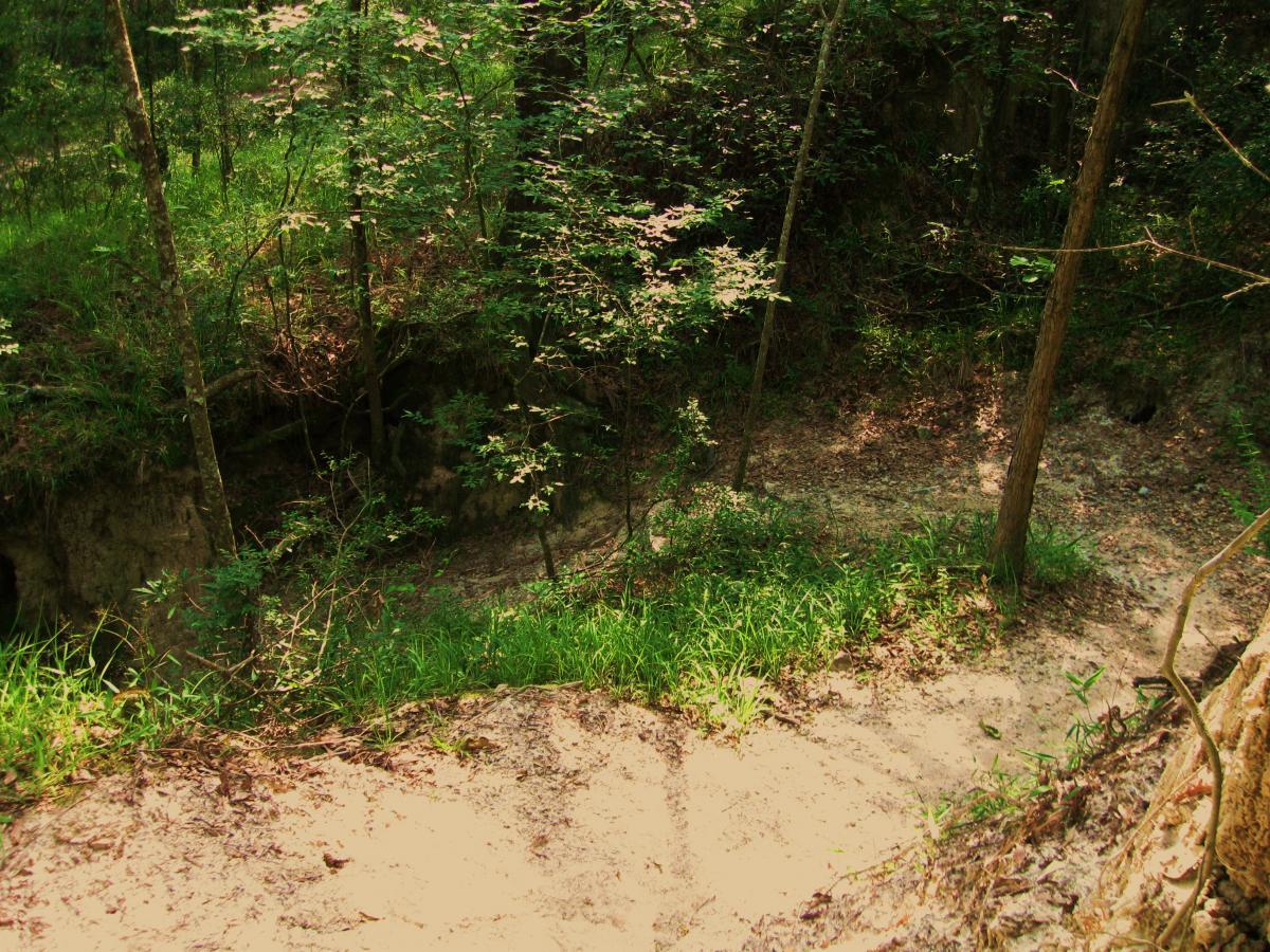 A serene view of a forested area featuring lush greenery, with a small sandy pathway leading down to a dry creek bed. Tall trees frame the scene, and sunlight filters through the leaves, creating a dappled light effect on the grass and earth. Hooper Road mountain bike trail.
