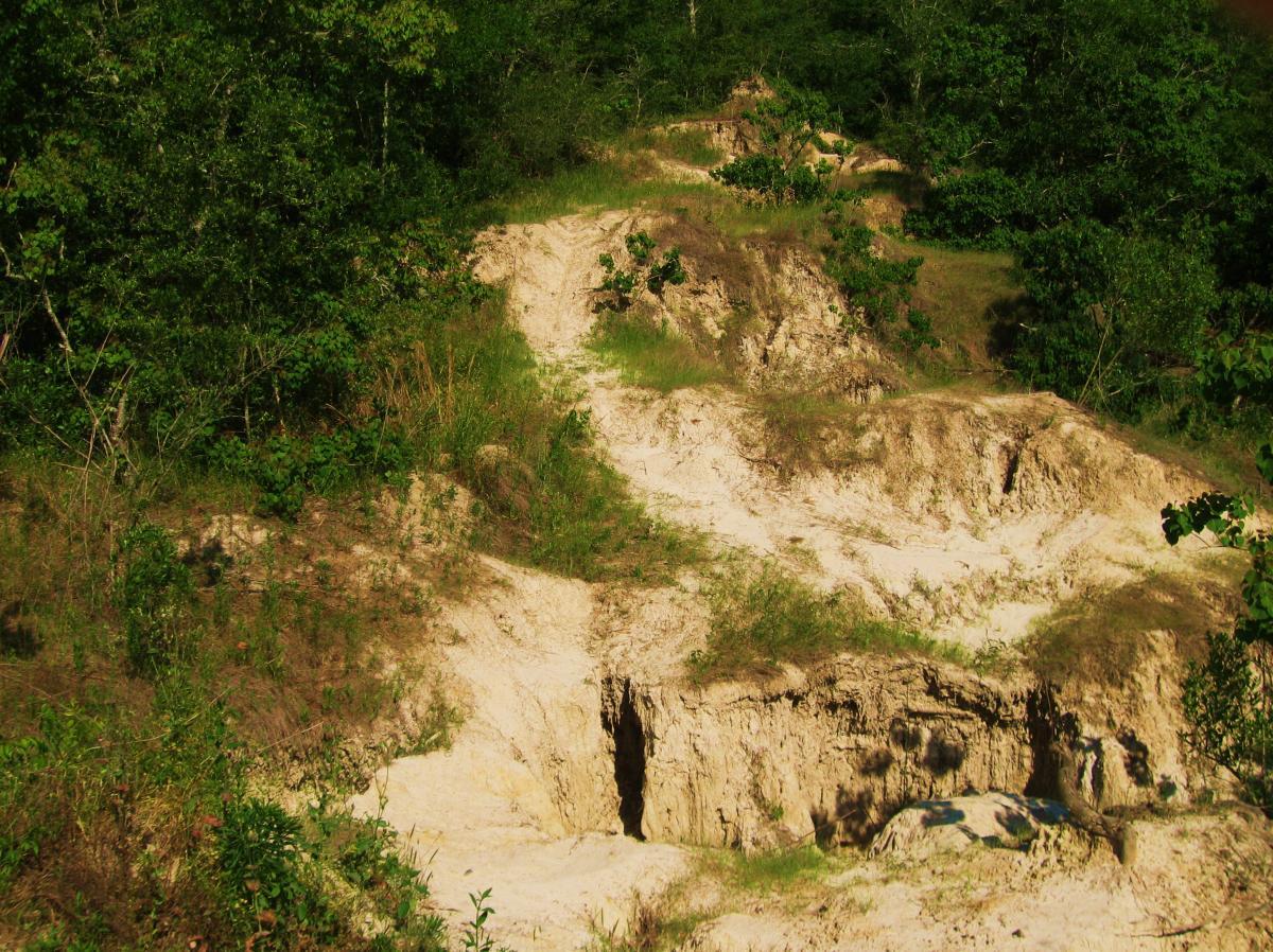 A rugged landscape featuring a sandy slope with patches of grass and small shrubs, surrounded by dense greenery. The uneven terrain shows signs of erosion, with a small ravine visible in the foreground, leading up to a higher elevation. Sunlight casts shadows, highlighting the natural textures of the earth and vegetation. Hooper Road mountain bike trail.
