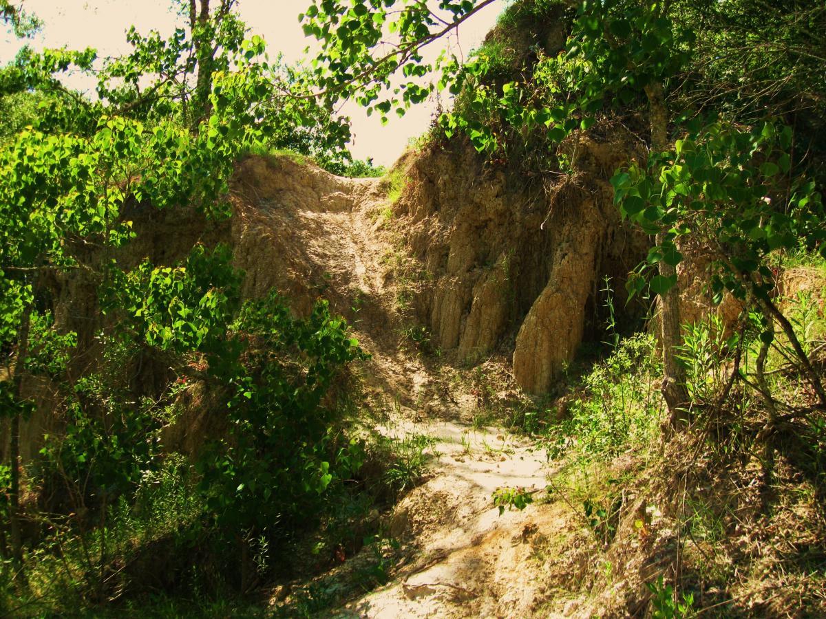 A sunlit dirt path winding through lush green vegetation, leading up to a sandy ridge with steep sides. The area is surrounded by trees and bushes, creating a natural and serene landscape. Hooper Road mountain bike trail.