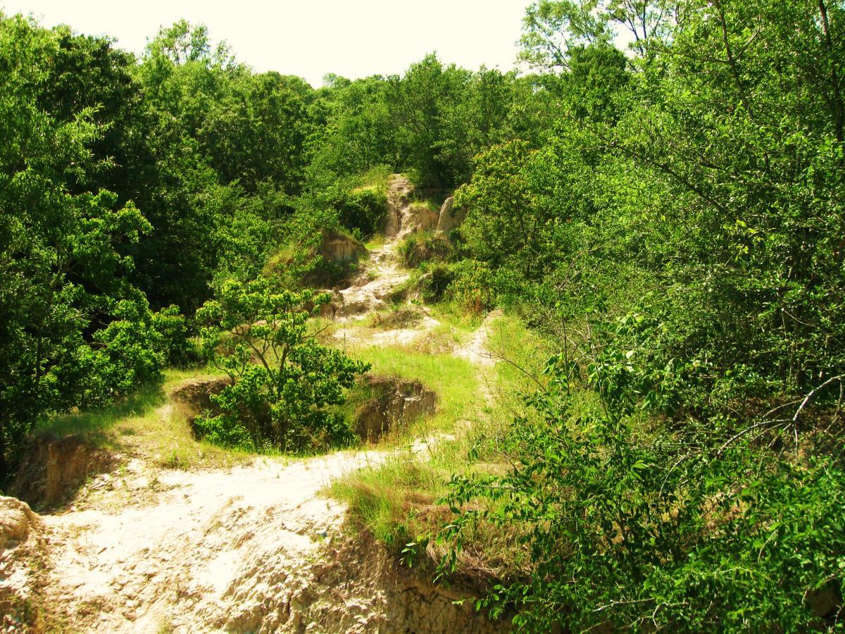 A winding dirt path leads through lush greenery in a natural landscape, with trees and shrubs lining the way. The sunlight filters through the foliage, creating a serene and inviting atmosphere in this outdoor setting. Hooper Road mountain bike trail.