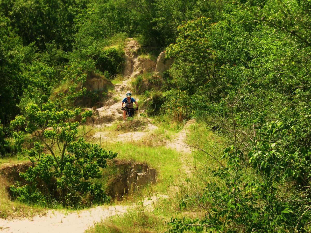 A mountain biker navigating a rugged trail surrounded by lush greenery. The path is marked by sandy sections and small hills, with trees and plants flanking both sides, showcasing a vibrant outdoor landscape. Hooper Road mountain bike trail.