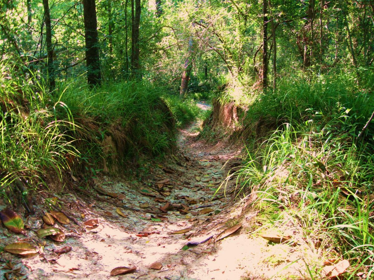A winding dirt path through a lush, green forest. The trail is flanked by tall grasses and trees, with scattered leaves covering the ground. Sunlight filters through the foliage, creating a serene and natural atmosphere. Hooper Road mountain bike trail.