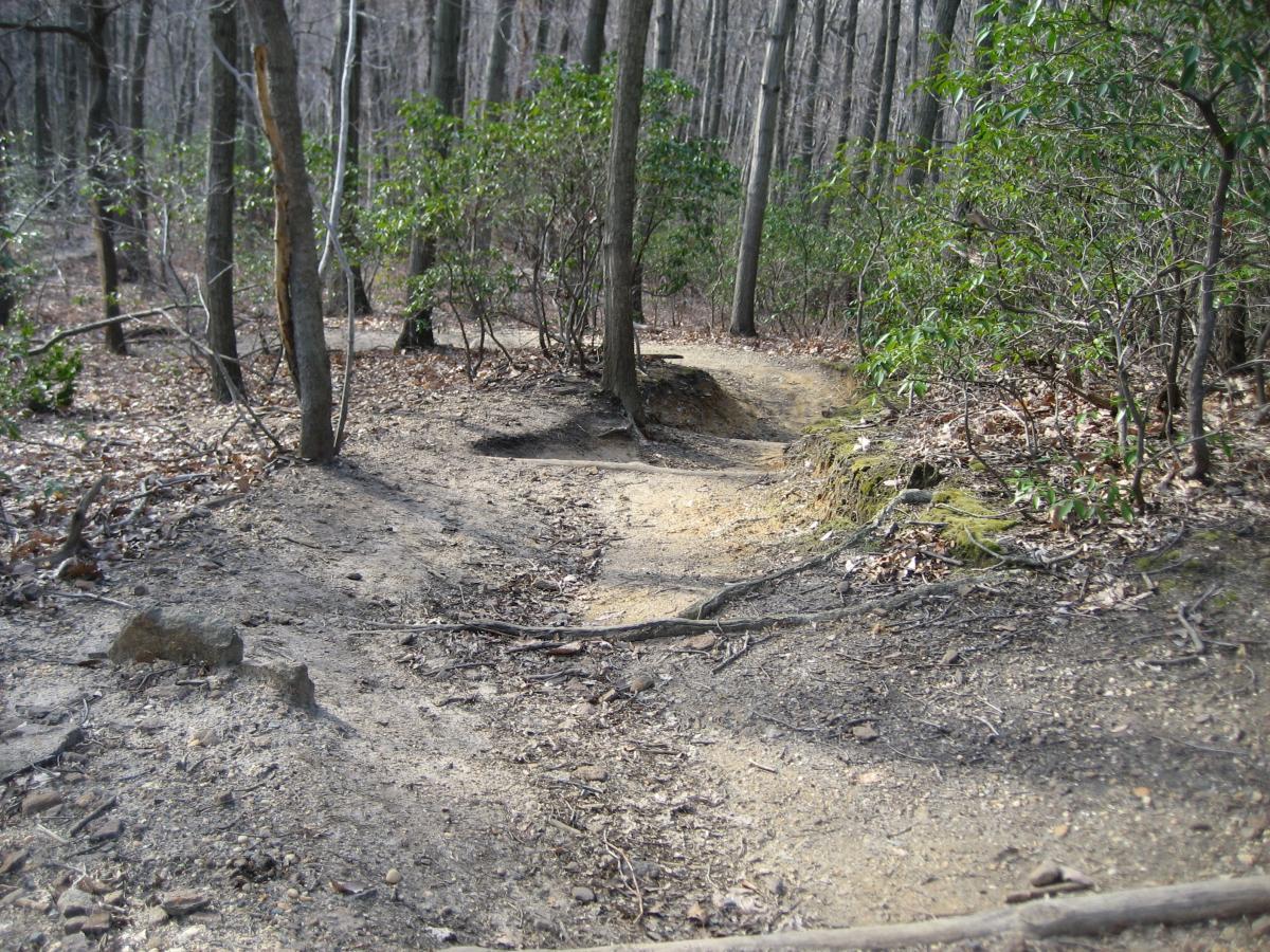 A winding dirt trail in a wooded area, surrounded by trees and low shrubs. The ground is uneven with exposed rocks and patches of soil, and some leaves are scattered along the path. The scene appears serene and natural, with the trees providing a sense of depth to the forest landscape. Hartshorne Woods Park mountain bike trail.