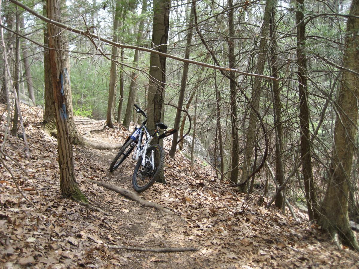 A mountain bike leaned against a tree on a narrow dirt trail surrounded by dense trees and fallen leaves. Blue Mountain Reservation mountain bike trail.