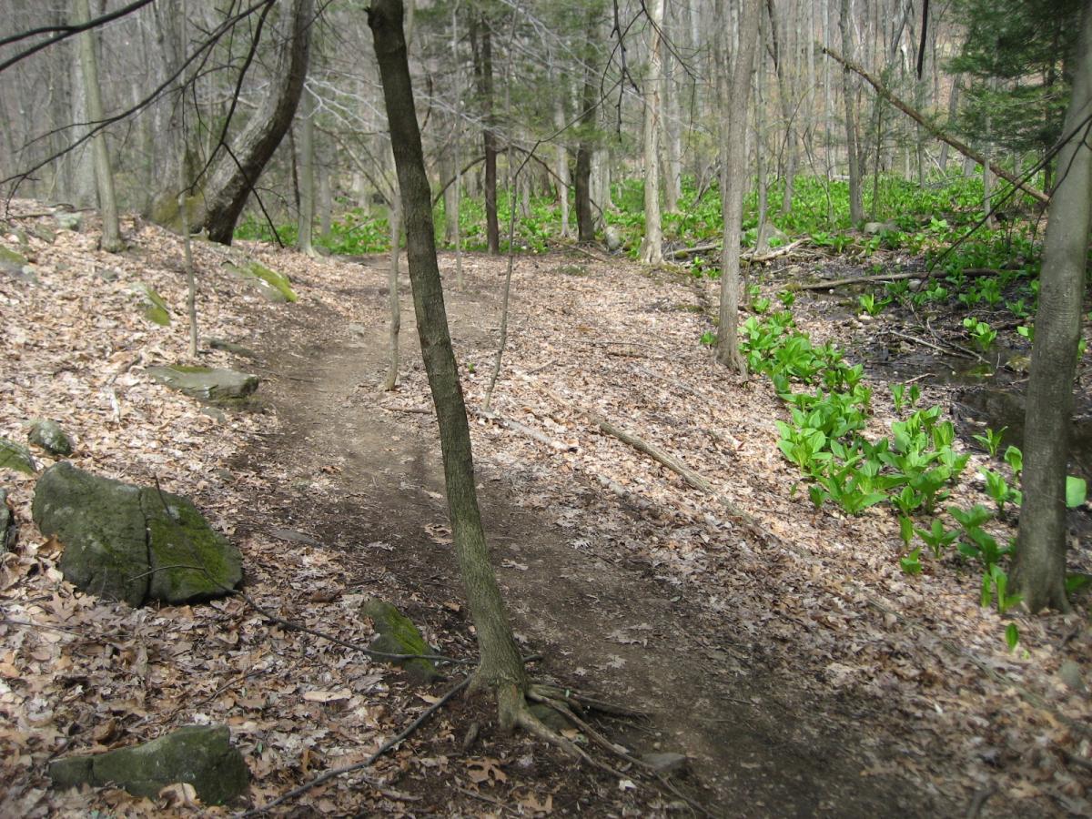 A narrow dirt path winding through a forest with bare trees and scattered rocks, surrounded by green foliage along the edges. The ground is covered with fallen leaves, indicating early spring or autumn. Blue Mountain Reservation mountain bike trail.