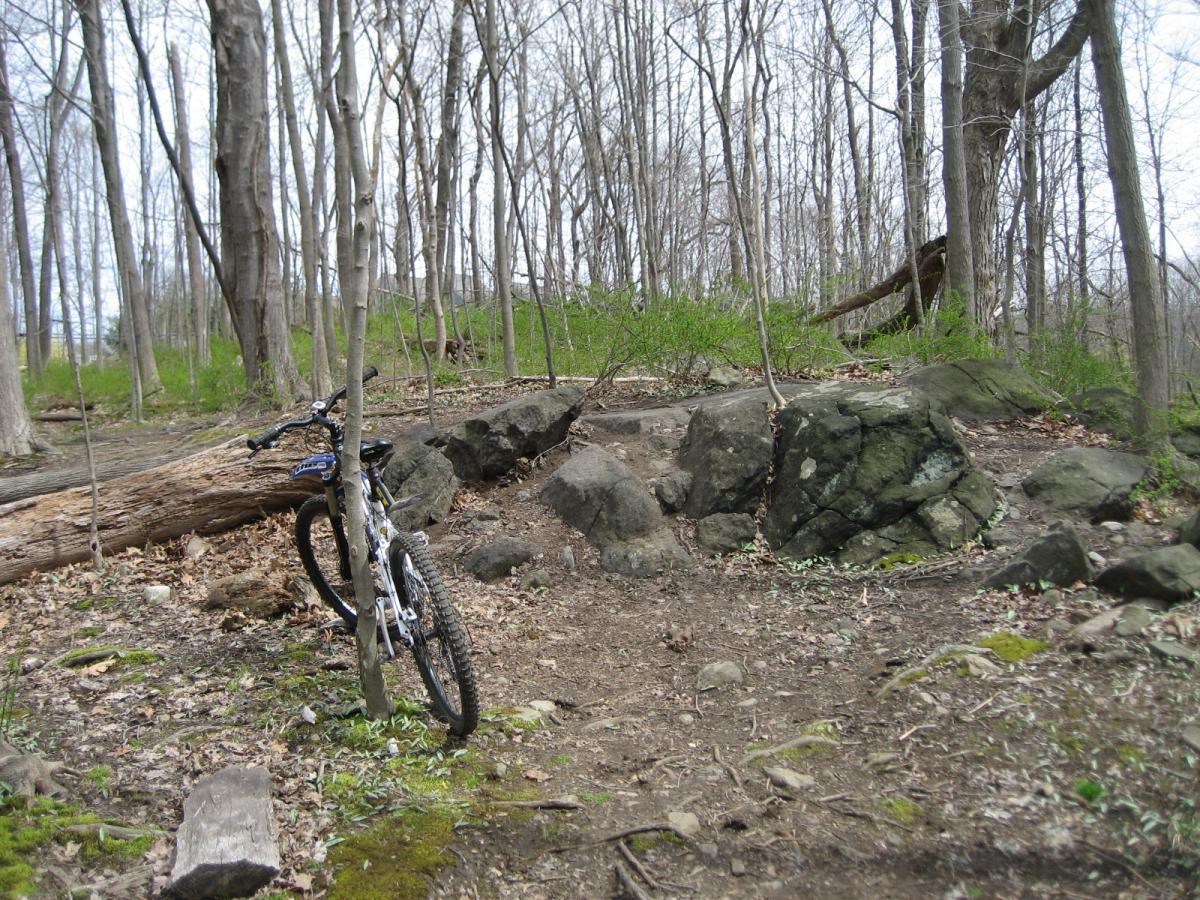 A mountain bike leaning against a tree on a dirt path surrounded by bare trees and scattered rocks. Lush green plants are beginning to grow, suggesting early spring. The scene depicts a natural, wooded area suitable for cycling adventures. Blue Mountain Reservation mountain bike trail.