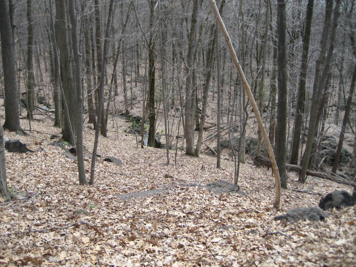 A forest scene showing bare, leafless trees in early spring. The ground is covered with dry leaves, and there are scattered rocks among the foliage. A small creek runs through the area, partially hidden by the trees and underbrush, creating a tranquil and natural environment. Blue Mountain Reservation mountain bike trail.