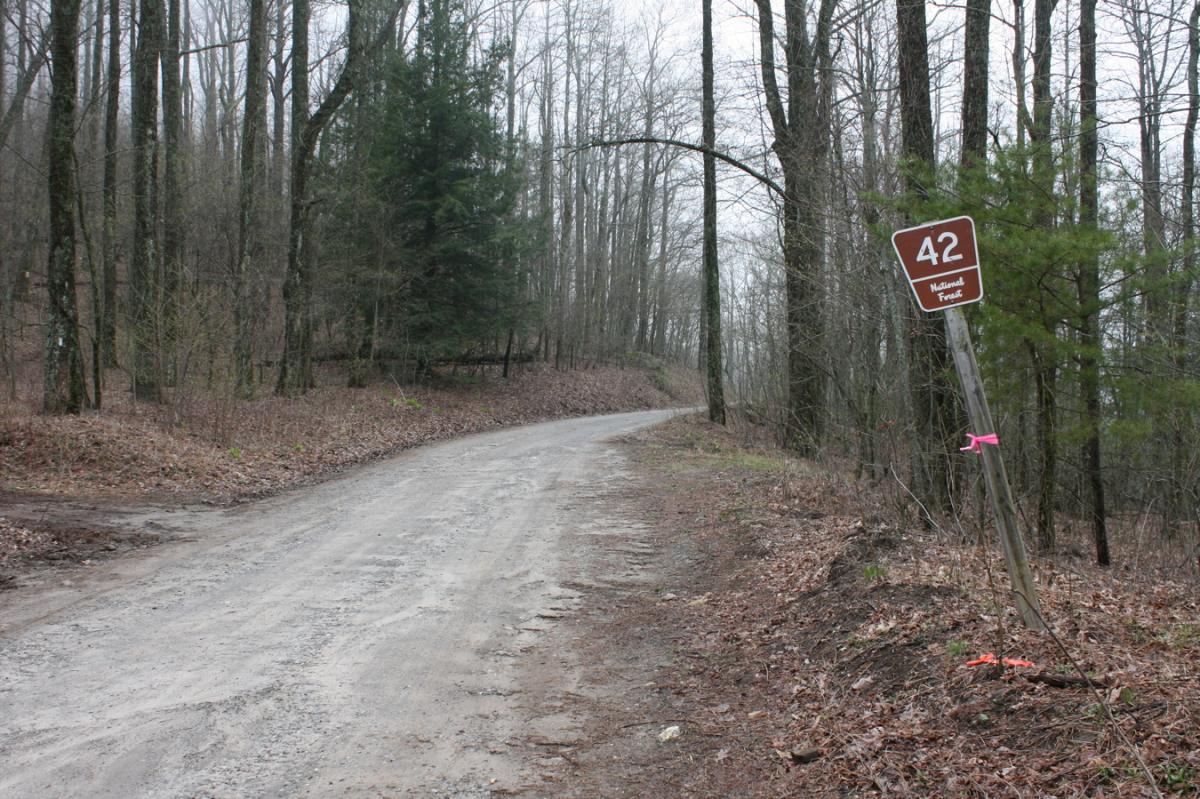 A winding gravel road in a wooded area, with trees on either side and brown leaves scattered on the ground. A brown sign displaying the number "42" and the words "National Forest" is visible along the roadside, with pink and orange markers attached to the signpost. The scene is set under a cloudy sky, creating a subdued atmosphere. Winding Stairs Loop mountain bike trail.