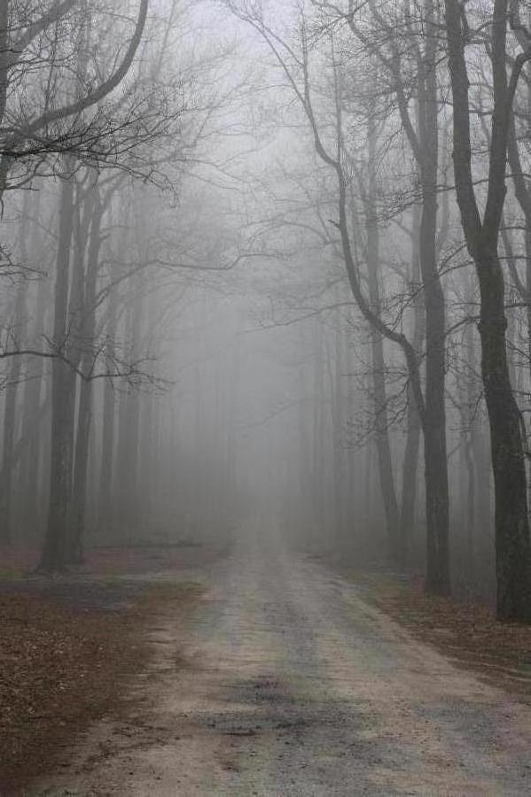 A foggy dirt road surrounded by bare trees, creating a mysterious and serene atmosphere. The scene is shrouded in mist, with visibility diminishing into the distance, highlighting the tranquility of a quiet forest. Winding Stairs Loop mountain bike trail.