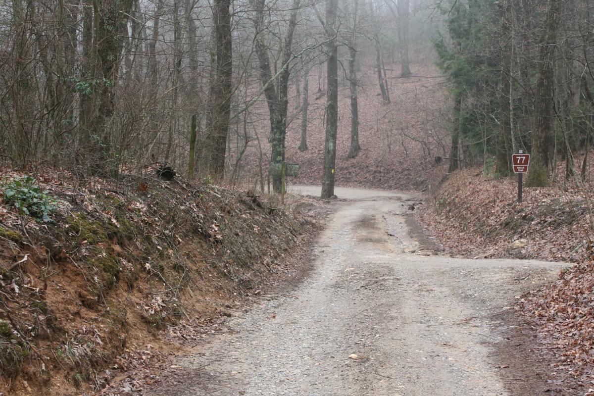 A foggy forest scene featuring a winding dirt road surrounded by trees and leaf-covered ground, with a road sign marked "77" visible on the right side of the path. The atmosphere is serene and quiet, evoking a sense of solitude in nature. Winding Stairs Loop mountain bike trail.