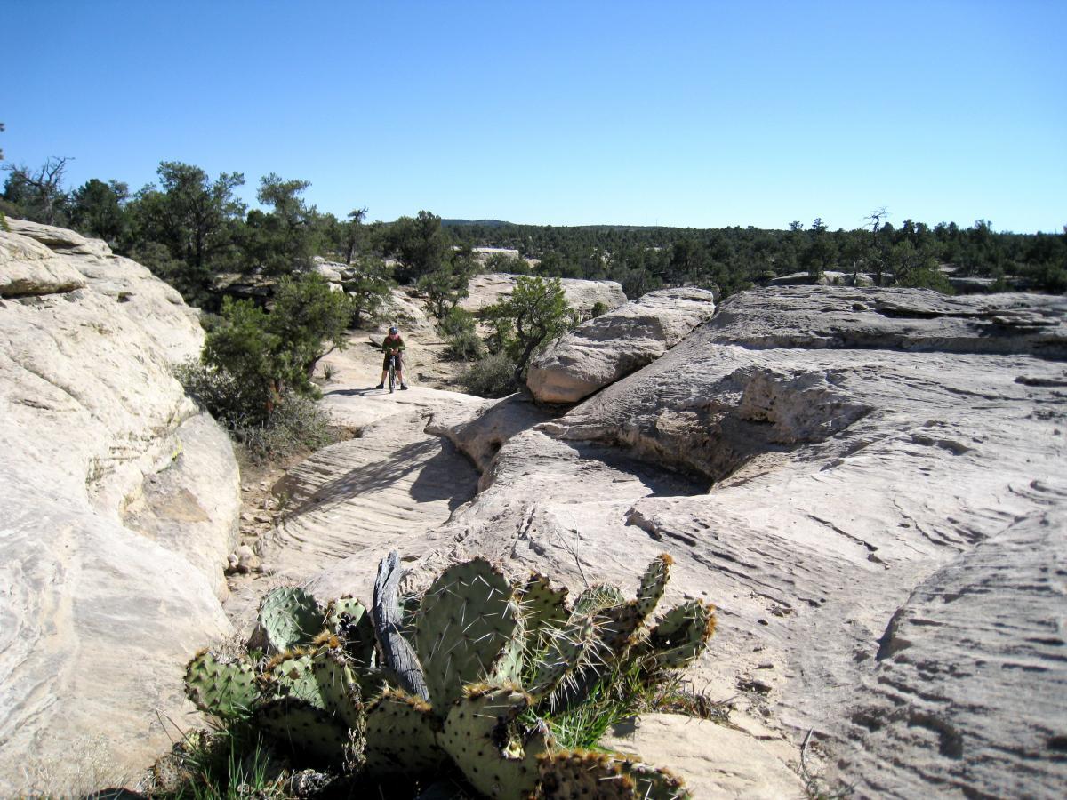 A rocky desert landscape with a person standing on a path between large stone formations. In the foreground, a prickly pear cactus is visible, surrounded by sparse vegetation. The scene is set under a clear blue sky, showcasing a rugged and natural environment. Gooseberry Mesa mountain bike trail.