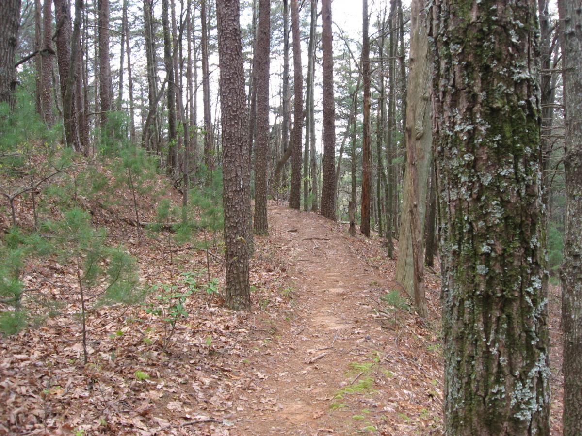 A narrow dirt path winding through a forest with tall trees, surrounded by fallen leaves and small shrubs. The scene suggests a tranquil, natural environment, ideal for hiking or walking. Bull / Jake Mountain mountain bike trail.