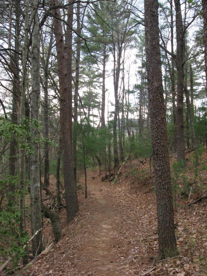 A narrow dirt path winding through a forest, lined with tall trees and patches of green foliage. The ground is covered with fallen leaves, and the sky is visible through the branches above, suggesting an early spring or autumn setting. Bull / Jake Mountain mountain bike trail.