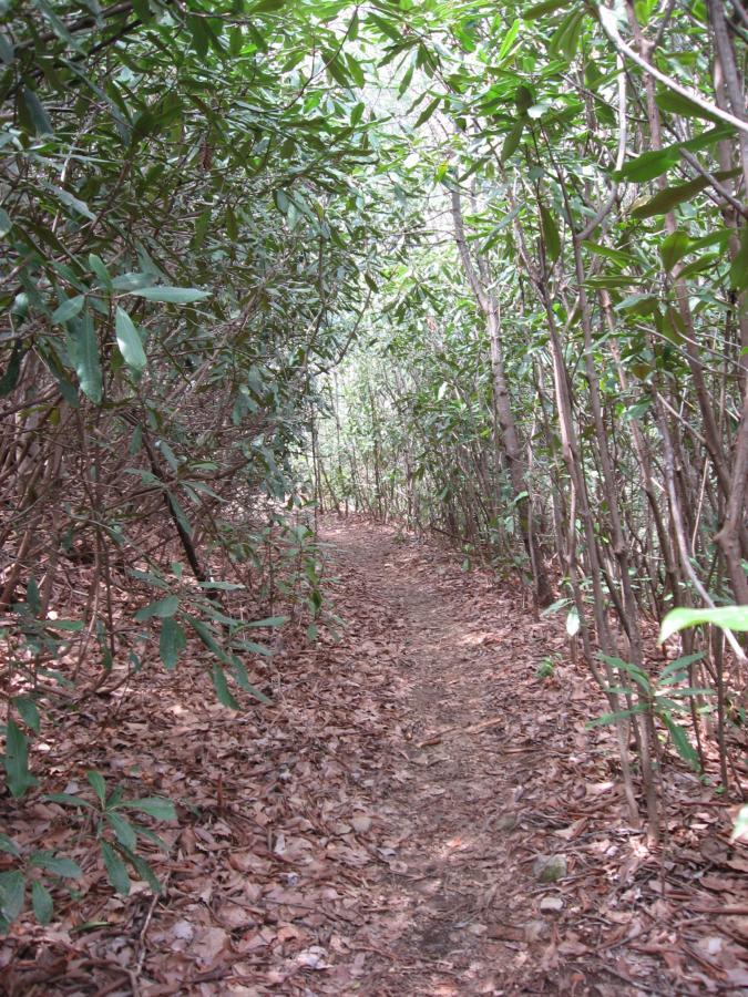 A narrow, winding dirt path surrounded by dense greenery and leaf-covered ground, entering a tranquil forested area. Bull / Jake Mountain mountain bike trail.