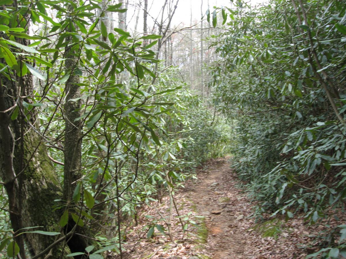 A narrow dirt path winding through a dense area of green foliage and trees, surrounded by leaves and branches typical of a forested environment. Bull / Jake Mountain mountain bike trail.