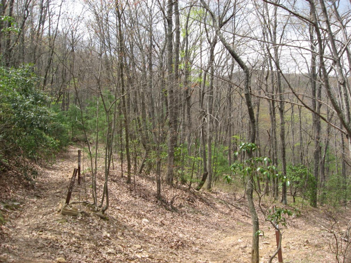 A winding dirt path surrounded by bare trees and scattered leaves, with patches of greenery on the sides. A rusty post is visible along the trail, indicating former fencing or boundary. The scene is set in a tranquil, wooded area, suggesting an early spring atmosphere. Bull / Jake Mountain mountain bike trail.