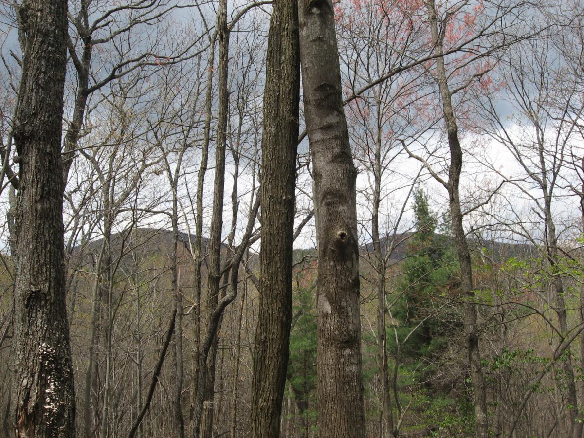 A forest with tall, bare trees against a cloudy sky. In the background, a distant mountain is partially obscured by the trees, with hints of green foliage visible. The scene conveys a mix of early spring and late winter atmospheres. Bull / Jake Mountain mountain bike trail.