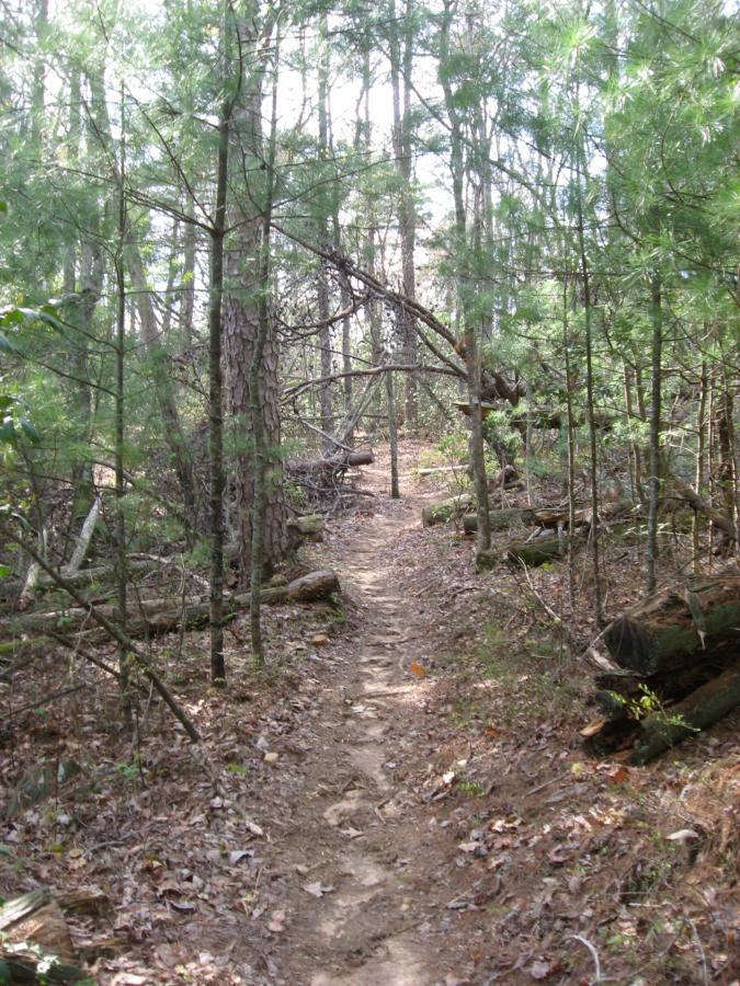 A narrow trail winding through a wooded area, surrounded by tall pine trees and underbrush. Sunlight filters through the foliage, illuminating the dirt path lined with fallen leaves and branches. The scene evokes a sense of tranquility in nature. Jake to Bull Mountain Connecter mountain bike trail.