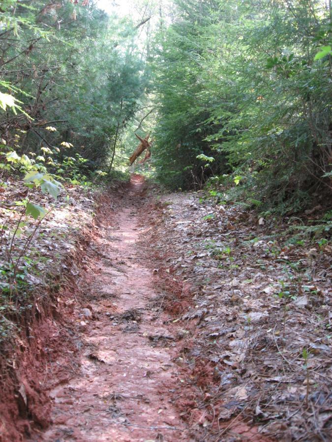 A narrow dirt path winding through a dense forest, flanked by green foliage and scattered leaves. The ground is reddish and shows signs of being well-trodden. Sunlight filters through the trees, creating a serene atmosphere. Jake to Bull Mountain Connecter mountain bike trail.