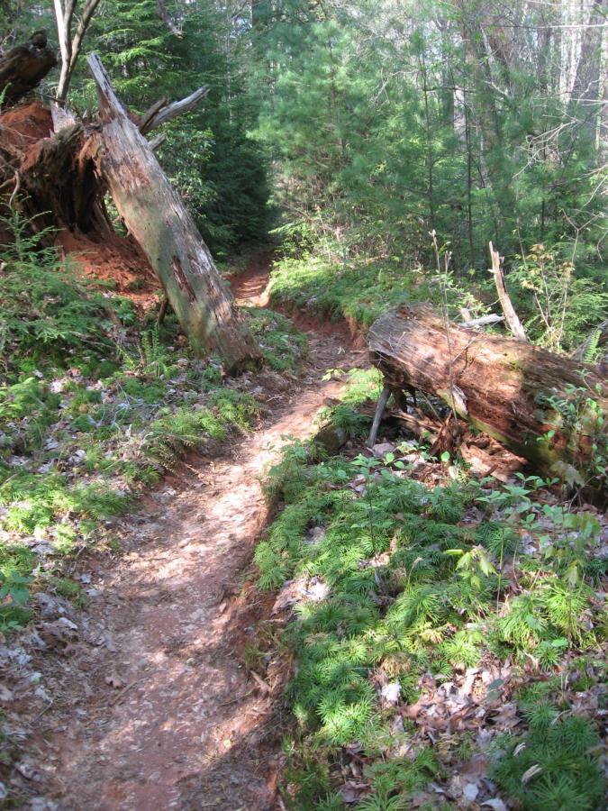 A winding dirt trail surrounded by lush greenery and fallen logs, leading through a wooded area with trees and undergrowth. Sunlight filters through the branches, highlighting the path and surrounding plants. Jake to Bull Mountain Connecter mountain bike trail.