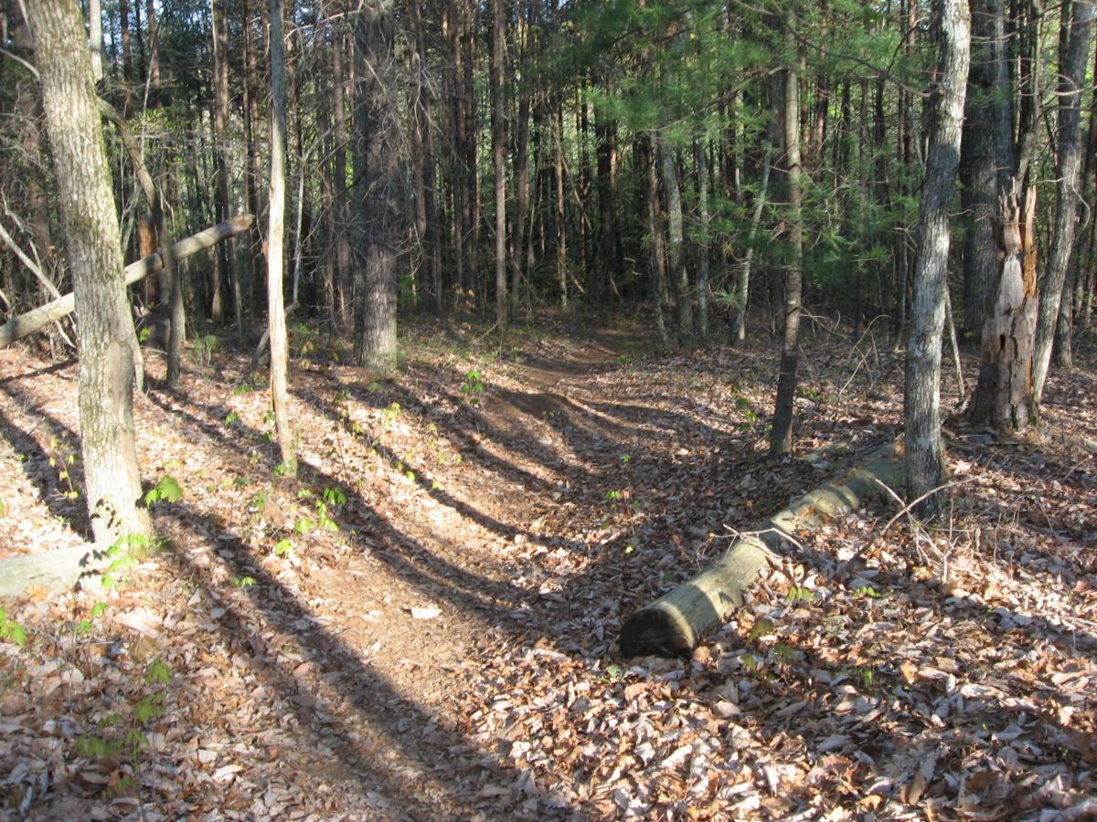 A narrow dirt path winding through a wooded area, surrounded by tall trees and scattered leaves on the ground. Sunlight filters through the branches, casting long shadows across the trail. A fallen log rests beside the path, adding to the natural landscape. Black Branch mountain bike trail.