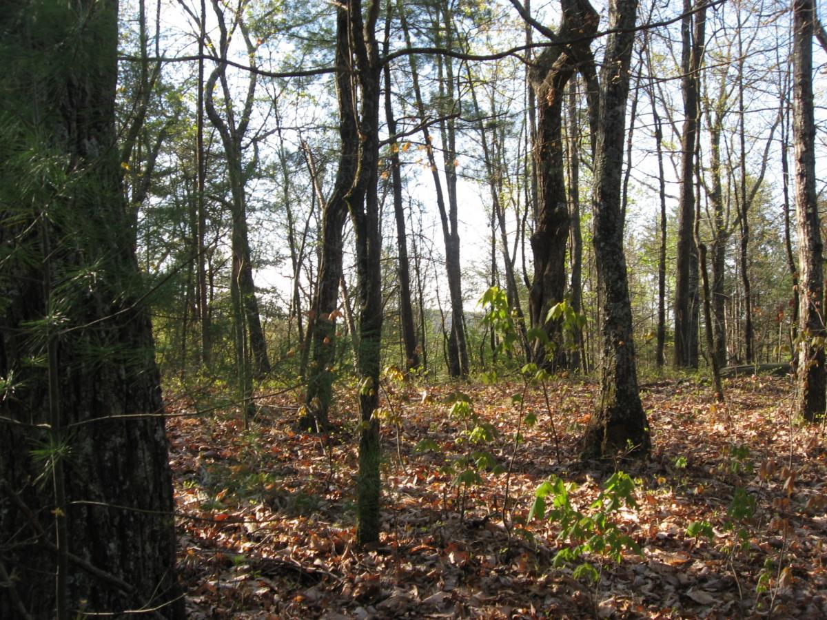 A serene forest scene with tall trees and scattered sunlight filtering through the leaves. The forest floor is covered in a blanket of fallen leaves, with small green plants growing among them. The background features a mix of trees, creating a peaceful and natural atmosphere. Jake Mountain Trails mountain bike trail.