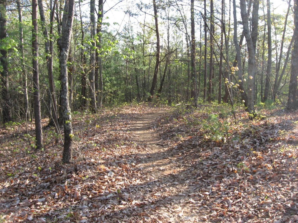 A forest trail winding through trees, with sunlight filtering through the leaves. The ground is covered with fallen leaves, and fresh green foliage can be seen among the trees. The path is narrow and leads deeper into the woods. Black Branch mountain bike trail.