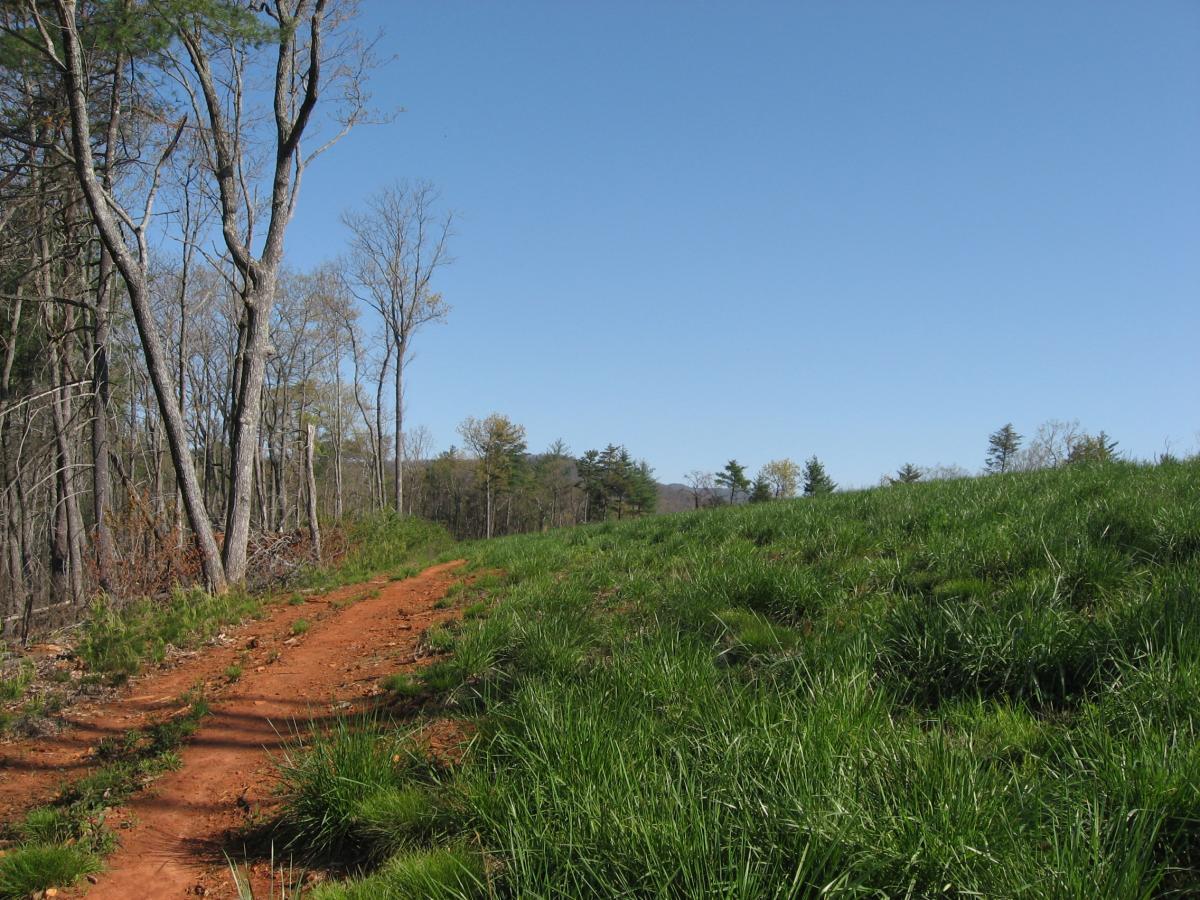 A dirt path meanders through a grassy field, bordered by trees on the left. The sky is clear and blue, creating a serene outdoor setting. Jones Creek Ridge Trail mountain bike trail.