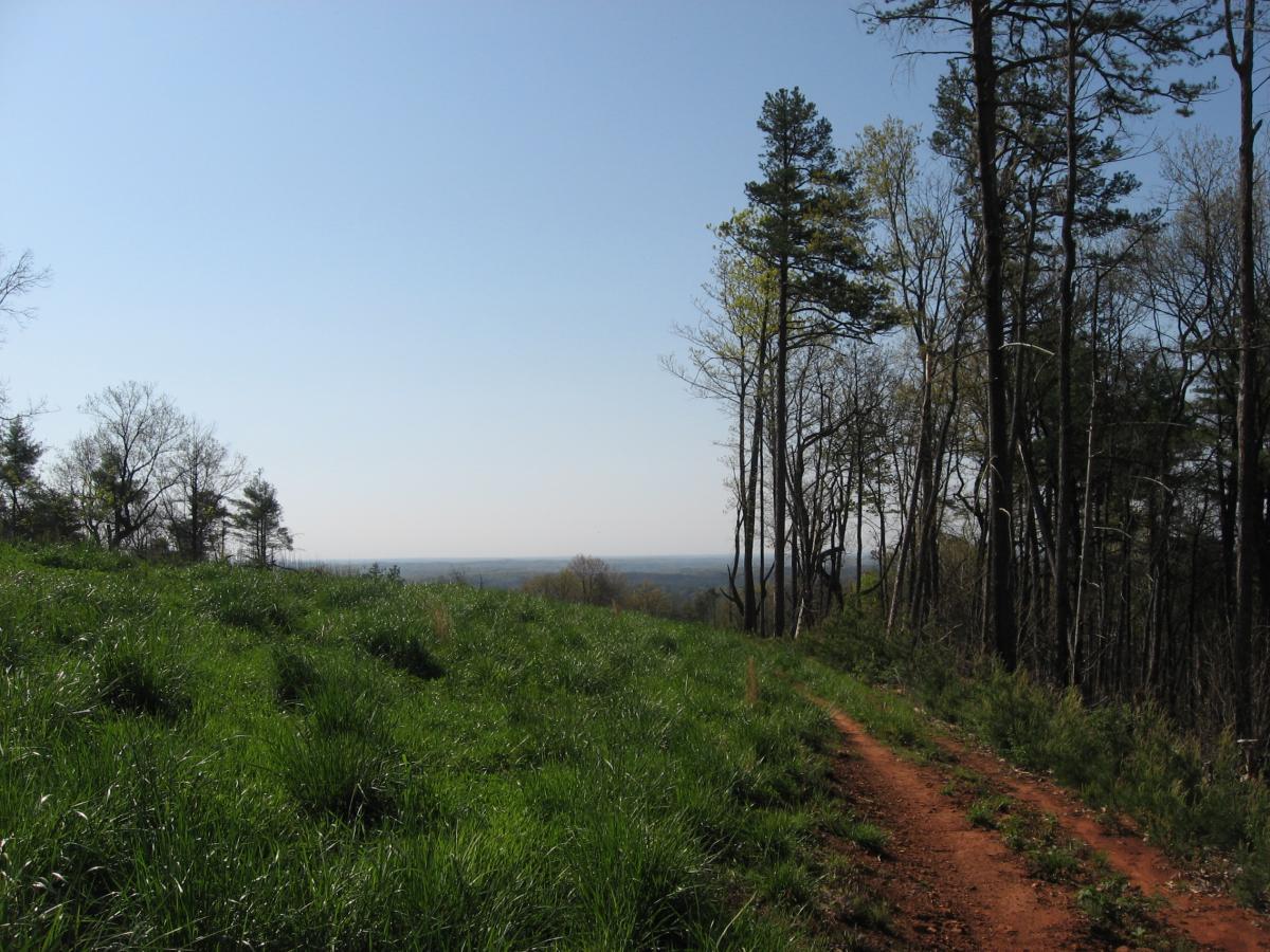 A scenic view of a hiking trail winding through lush green grass and tall trees, leading to a distant horizon under a clear blue sky. The foreground features a dirt path bordered by greenery, while the background offers a glimpse of rolling hills. Jones Creek Ridge Trail mountain bike trail.