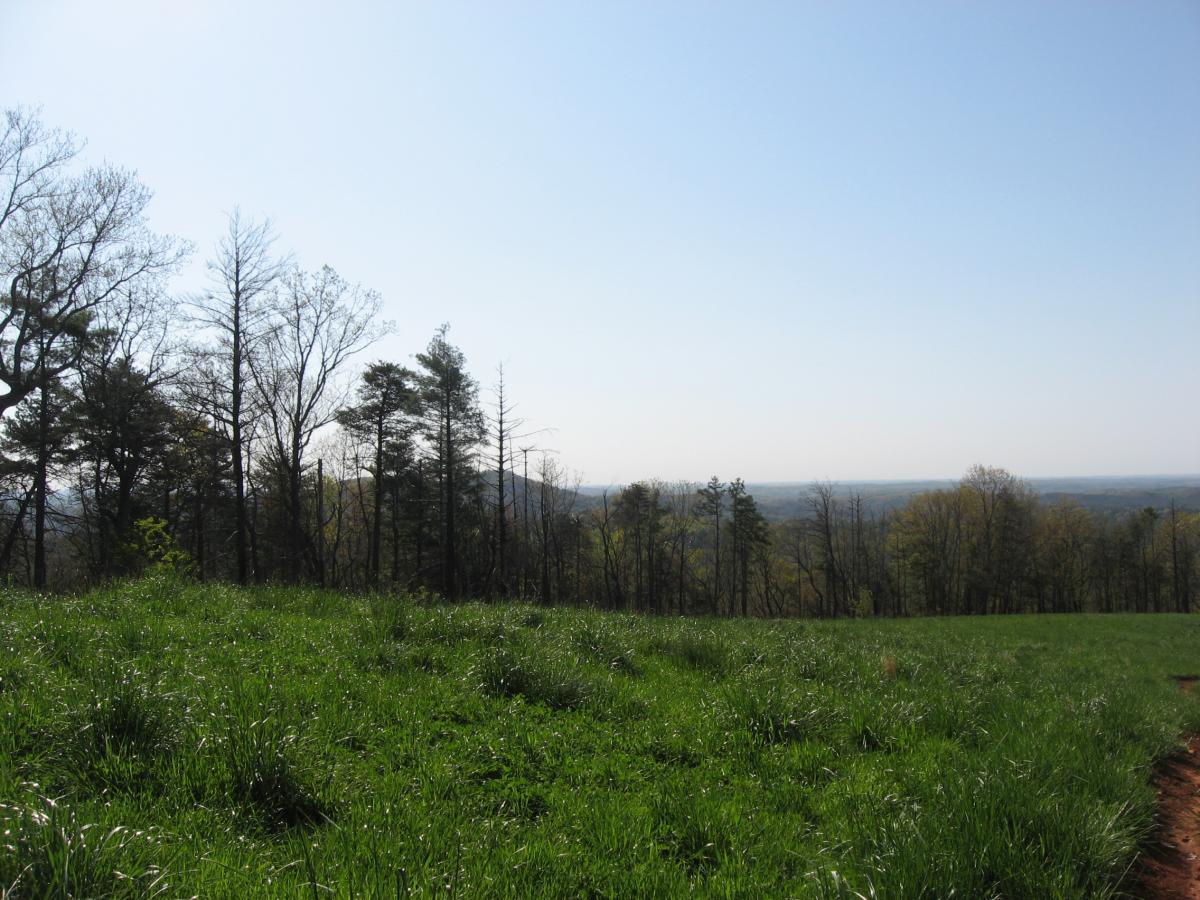 A scenic view of a lush green hillside with tall grass, bordered by various trees. In the background, rolling hills extend into the distance under a clear blue sky. The image captures the beauty of nature on a sunny day. Jones Creek Ridge Trail mountain bike trail.