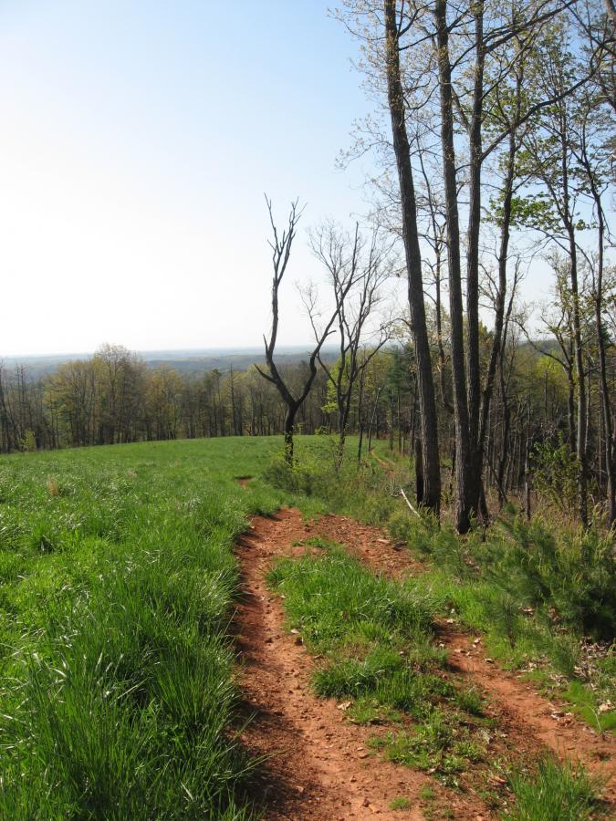 A winding dirt path leads through a grassy area, flanked by trees. In the distance, rolling hills are visible under a clear blue sky. A leafless tree stands prominently along the path, adding a focal point to the serene landscape. Jones Creek Ridge Trail mountain bike trail.