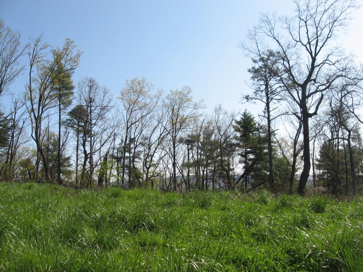 A peaceful landscape featuring a grassy foreground with vibrant green grass, leading to a line of trees in various stages of leafing out against a clear blue sky. The scene conveys a serene natural environment, highlighting early spring foliage and the tranquility of the outdoors. Jones Creek Ridge Trail mountain bike trail.