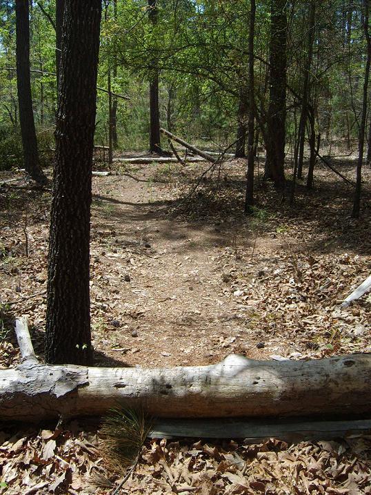 A forest path marked by a fallen log and surrounded by greenery, with sunlight filtering through the trees. Brown leaves cover the ground, creating a natural trail that leads deeper into the woods. Croft Passage mountain bike trail.