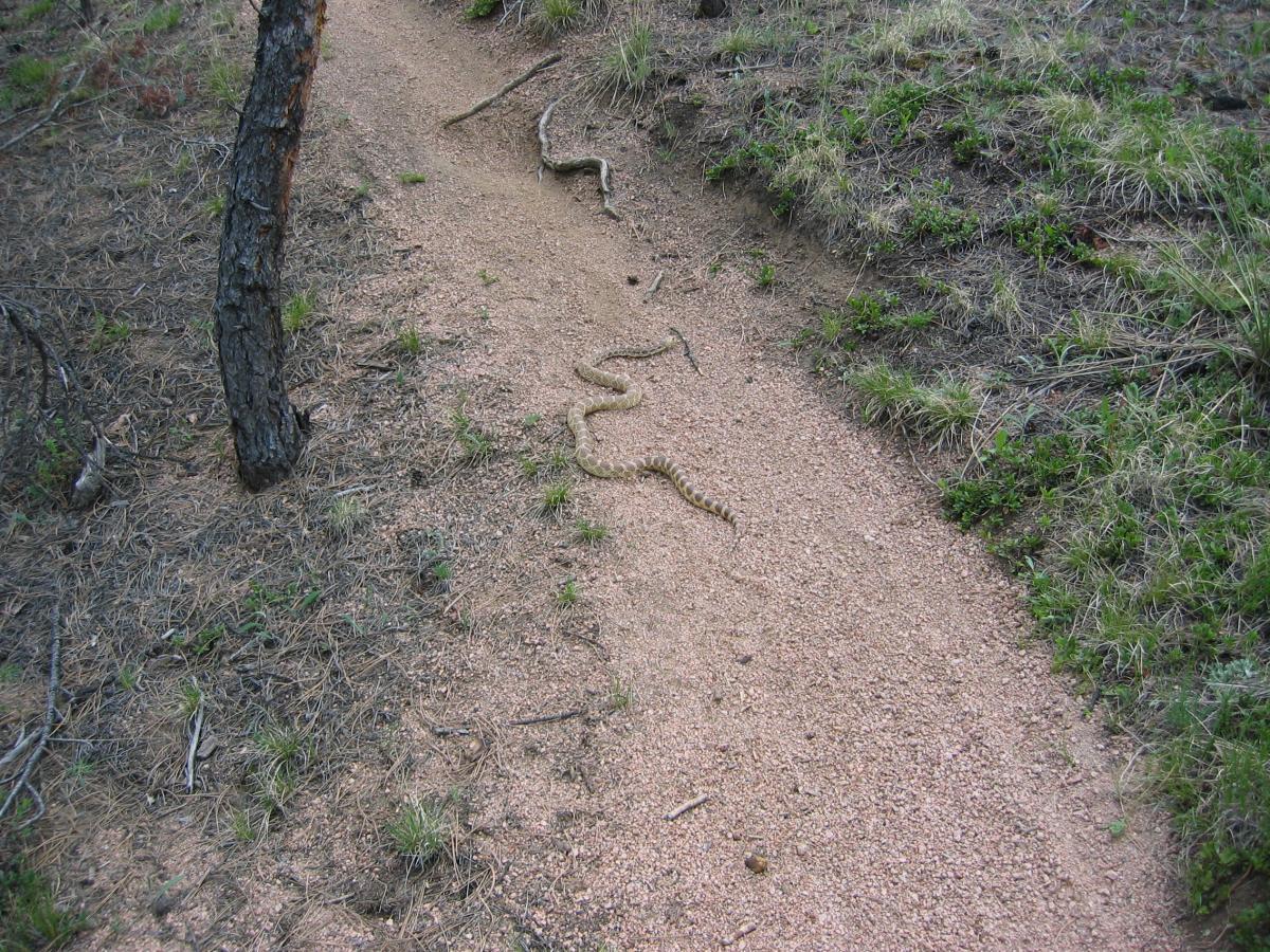 A winding dirt path in a forest setting, bordered by pine trees and green vegetation, with a coiled snake resting on the trail. Buffalo Creek mountain bike trail.