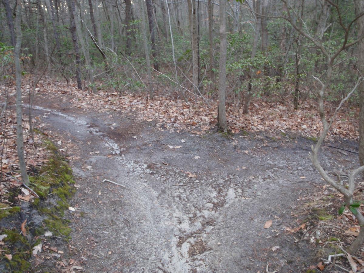 A dirt path in a wooded area, showing a fork where one path leads left and another leads right. The ground is covered with fallen leaves and patches of dirt, surrounded by trees with sparse foliage. Camden County College mountain bike trail.