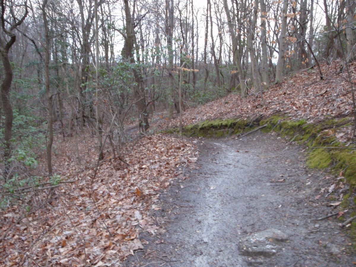 A winding dirt path through a wooded area, surrounded by trees and scattered fallen leaves. The ground is slightly muddy, with a moss-covered edge along the path. The scene conveys a tranquil, natural setting in a forested environment. Camden County College mountain bike trail.