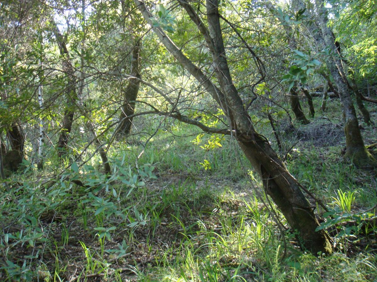 A dense forest scene featuring tall trees with a mix of green leaves and sunlight filtering through the branches. The ground is covered with grass and underbrush, creating a natural and serene environment. Camp Tamarancho mountain bike trail.