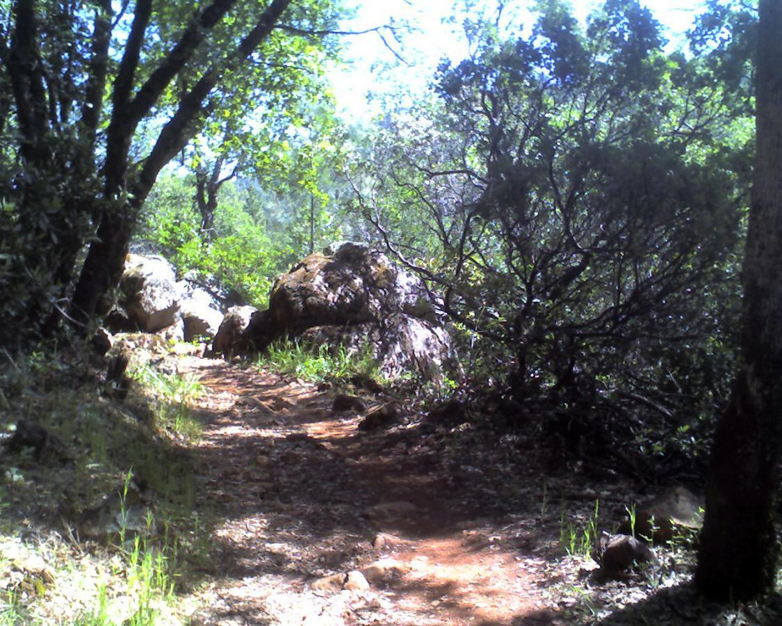 A narrow dirt path winding through a lush green forest, surrounded by large rocks and dense foliage, with sunlight filtering through the leaves. Foresthill Divide mountain bike trail.
