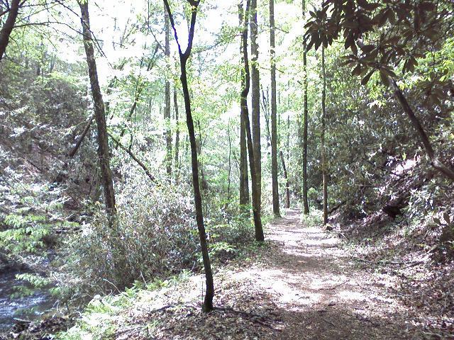 A serene forest path lined with tall trees and lush greenery, leading alongside a gentle stream. Bright sunlight filters through the leaves, creating a peaceful atmosphere for a nature walk. Unicoi State Park mountain bike trail.