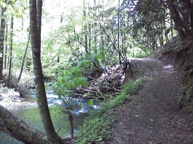 A serene forest trail beside a gently flowing creek, surrounded by lush greenery and tall trees. Sunlight filters through the leaves, casting dappled shadows on the path, which is lined with foliage and appears well-trodden. Unicoi State Park mountain bike trail.