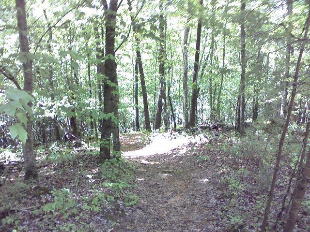 A sunlit forest trail winding through lush green trees and undergrowth, with dappled sunlight illuminating the path ahead. Unicoi State Park mountain bike trail.