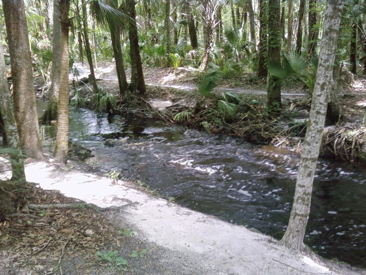 A serene forest scene featuring a winding creek flowing through a lush, green landscape, surrounded by tall trees and palm fronds. Sunlight filters through the leaves, casting dappled shadows on the sandy bank and water. Pine needles and fallen leaves are scattered along the pathway beside the creek. Soldier Creek Park mountain bike trail.