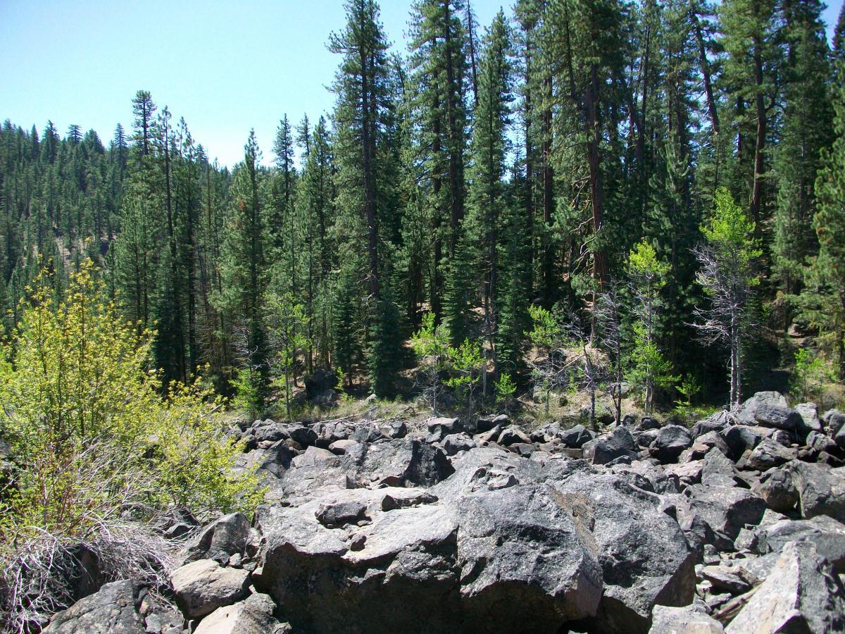 A scenic view of a forested area featuring tall green pine trees and a rocky landscape in the foreground. Sunlight filters through the trees, creating a bright and vibrant atmosphere. Small patches of shrubs and bushes can be seen among the rocks, contributing to the natural setting. Lunch and Susanville mountain bike trail.