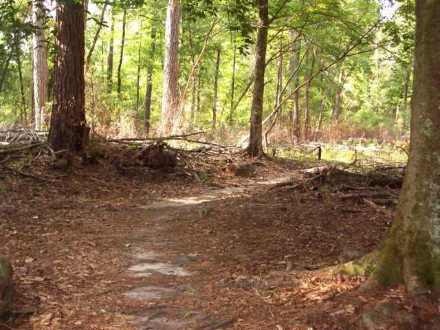 A serene forest pathway winding through tall trees, with scattered leaves and branches lining the ground, creating a peaceful natural setting. Bethel Bike Trails mountain bike trail.