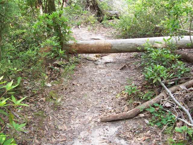A dirt path in a forest, partially blocked by a fallen log, surrounded by lush greenery and scattered leaves. Bethel Bike Trails mountain bike trail.
