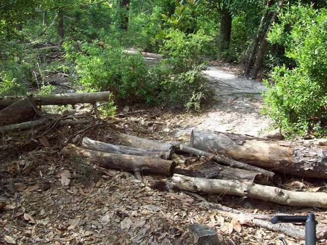 A forest scene featuring a pathway partially obscured by fallen logs and branches, surrounded by lush greenery and trees. The ground is covered with dried leaves, indicating a natural woodland environment. Bethel Bike Trails mountain bike trail.