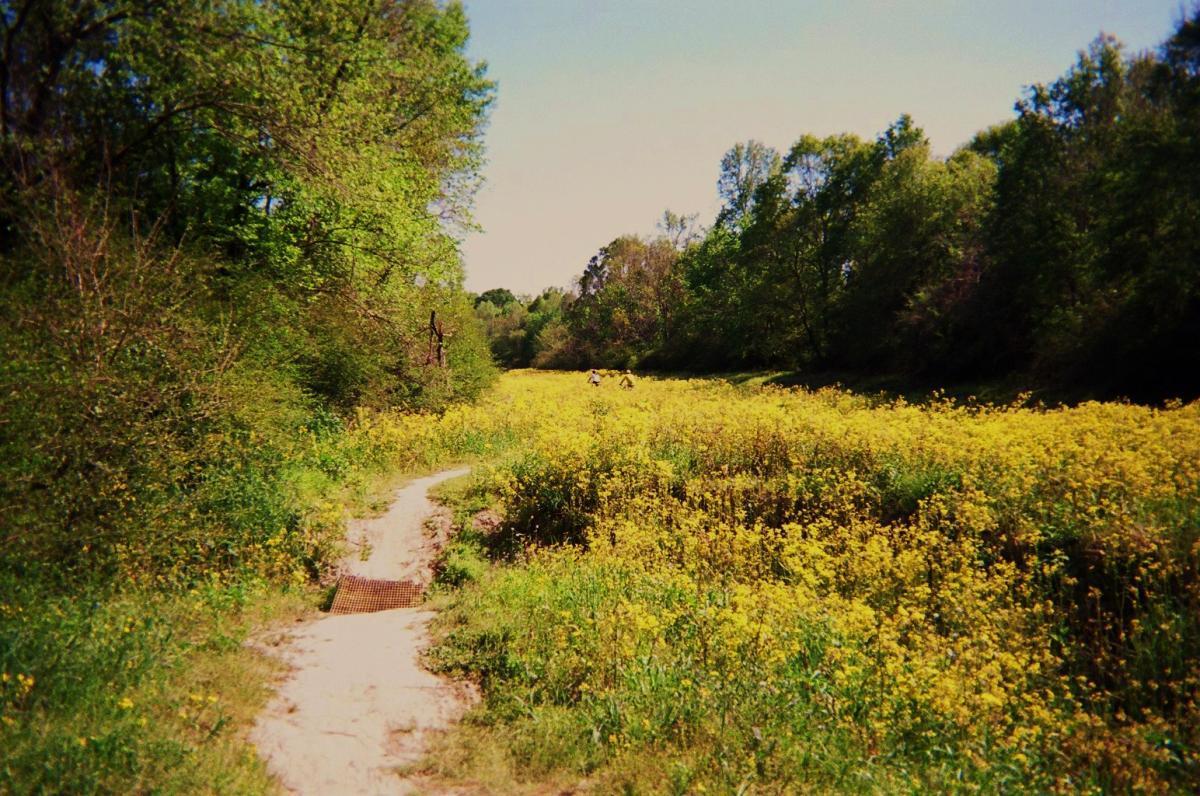 A winding dirt path surrounded by lush greenery leads through a vibrant field of yellow wildflowers under a clear blue sky. In the background, two figures can be seen walking among the flowers, enjoying the natural landscape. Comite Trails mountain bike trail.