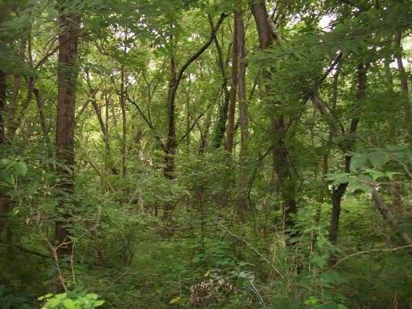 Lush green forest with dense trees and underbrush, showcasing a variety of foliage and a natural, serene atmosphere. Memorial Park mountain bike trail.