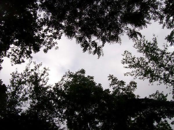 View of a cloudy sky framed by the silhouettes of trees from below, creating a natural canopy effect. Memorial Park mountain bike trail.